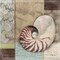 Santa Rosa Shell II Poster Print by Paul Brent - Item # VARPDXBNT343